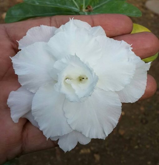 adenium grafted