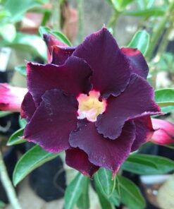 adenium grafted