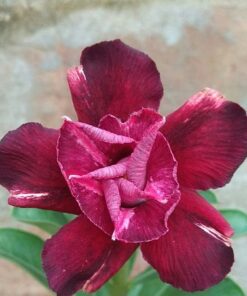 adenium grafted
