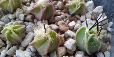 Astrophytum capricorne pack of 15 seeds photo review