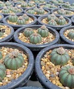 Frailea castanea Nitens