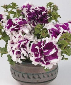 petunia pirouette purple