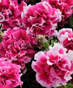 Petunia Pirouette rose