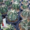Astrophytum capricorne