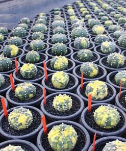 Astrophytum asterias variegata