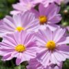 Cosmos Apollo Pink
