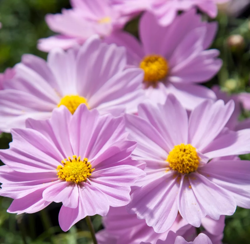 Cosmos Apollo Pink