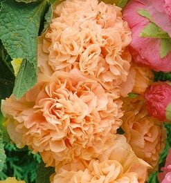 Hollyhock Double Apricot