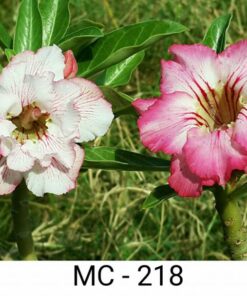 pink adeniun mc218