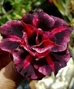 adenium grafted