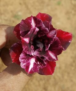 red adenium mc295