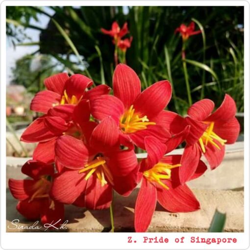 Rain lily pride of Singapore