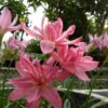 Rain Lily Double Lotus