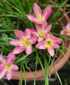 Rain lily Nupur