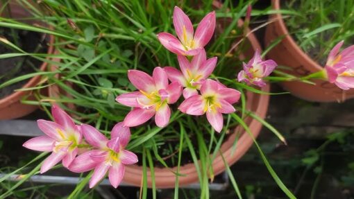 Rain lily Nupur