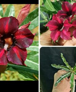 grafted adenium tcr726