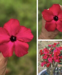 red adenium tsw770