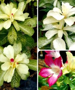 VARIEGATED ADENIUm vr903
