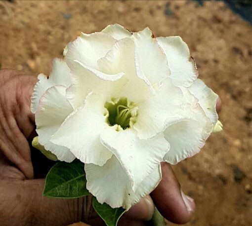 adenium grafted