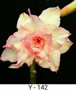 yellow adenium y142