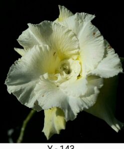 yellow adenium y143
