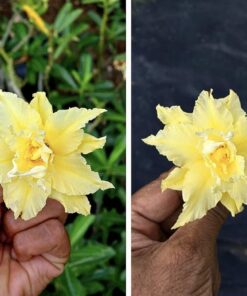 yellow adenium y159