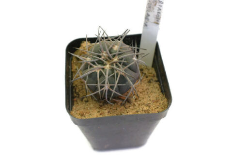 Gymnocalycium spegazzinii vg 360