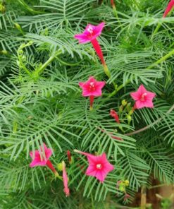 Cypress Vine seeds Pink