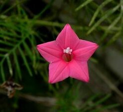 Cypress vine Pink