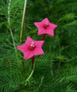 cypress vine pink