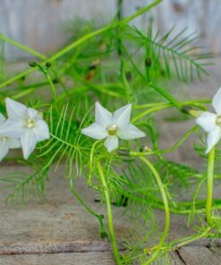 Cypress vine white