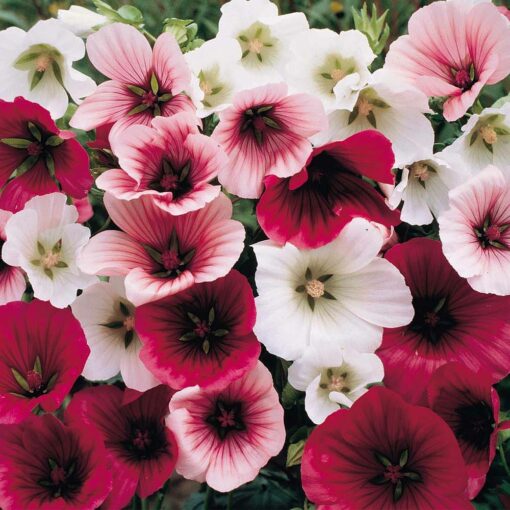 malope trifida