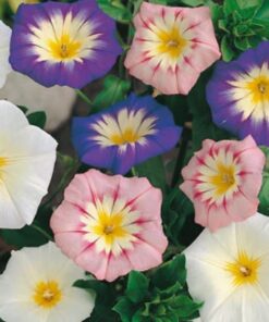Morning Glory Tricolor