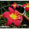 Rain Lily Red lamduan