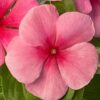 vinca sun jewels strawberry1