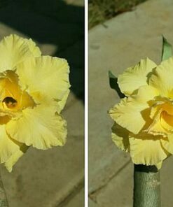 buy adenium online india