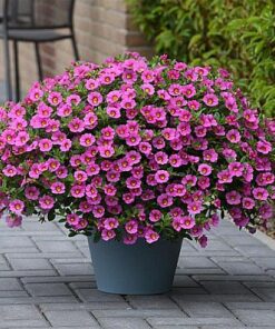 calibrachoa kabloom deep pink