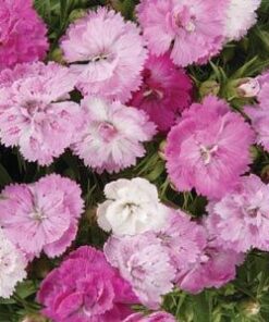 Dianthus Double Pink