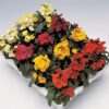 Erysimum charity mix