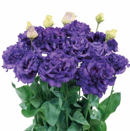 Lisianthus Voyage 2 Blue