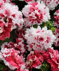 Petunia Pirouette Red