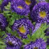 aster kurenai purple