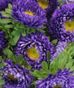 aster kurenai purple