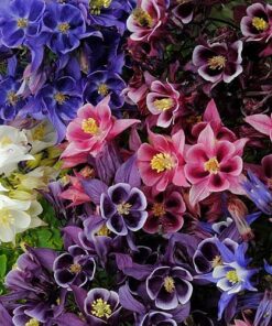 Aquilegia Winky