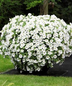 Calibrachoa white