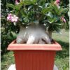 Adenium Desert Night Fork