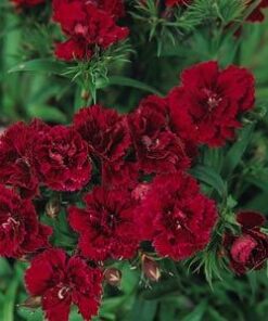 Dianthus Double Red