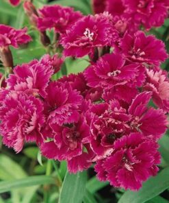 dianthus double rose lace