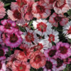 Dianthus Super Parfait