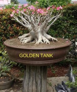 Adenium Golden Tank